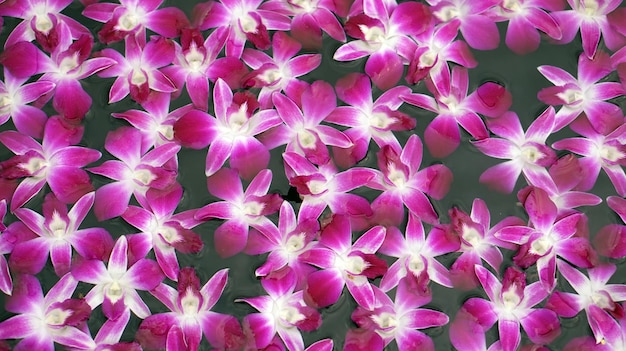 Flor de orquídea roxa flutuando em um vaso de água decration spa tropical