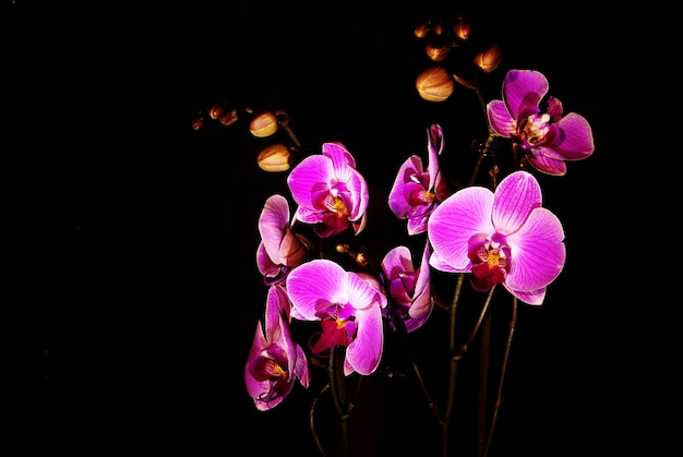 Flor de orquídea roxa isolada