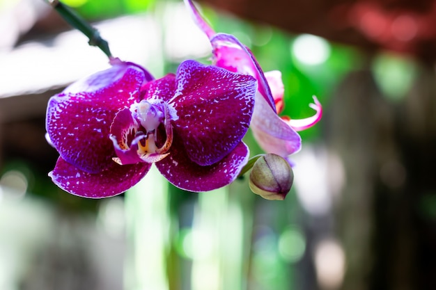 Flor de orquídea roxa no jardim