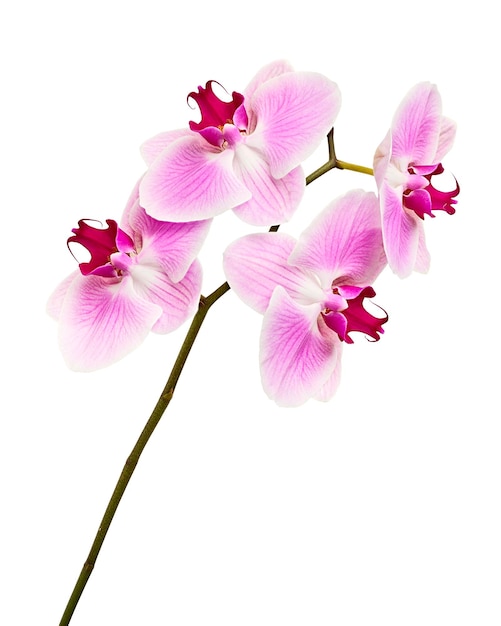Flor de orquídea roxa, orquídea phalaenopsis rosa isolada em fundo branco, com traçado de recorte