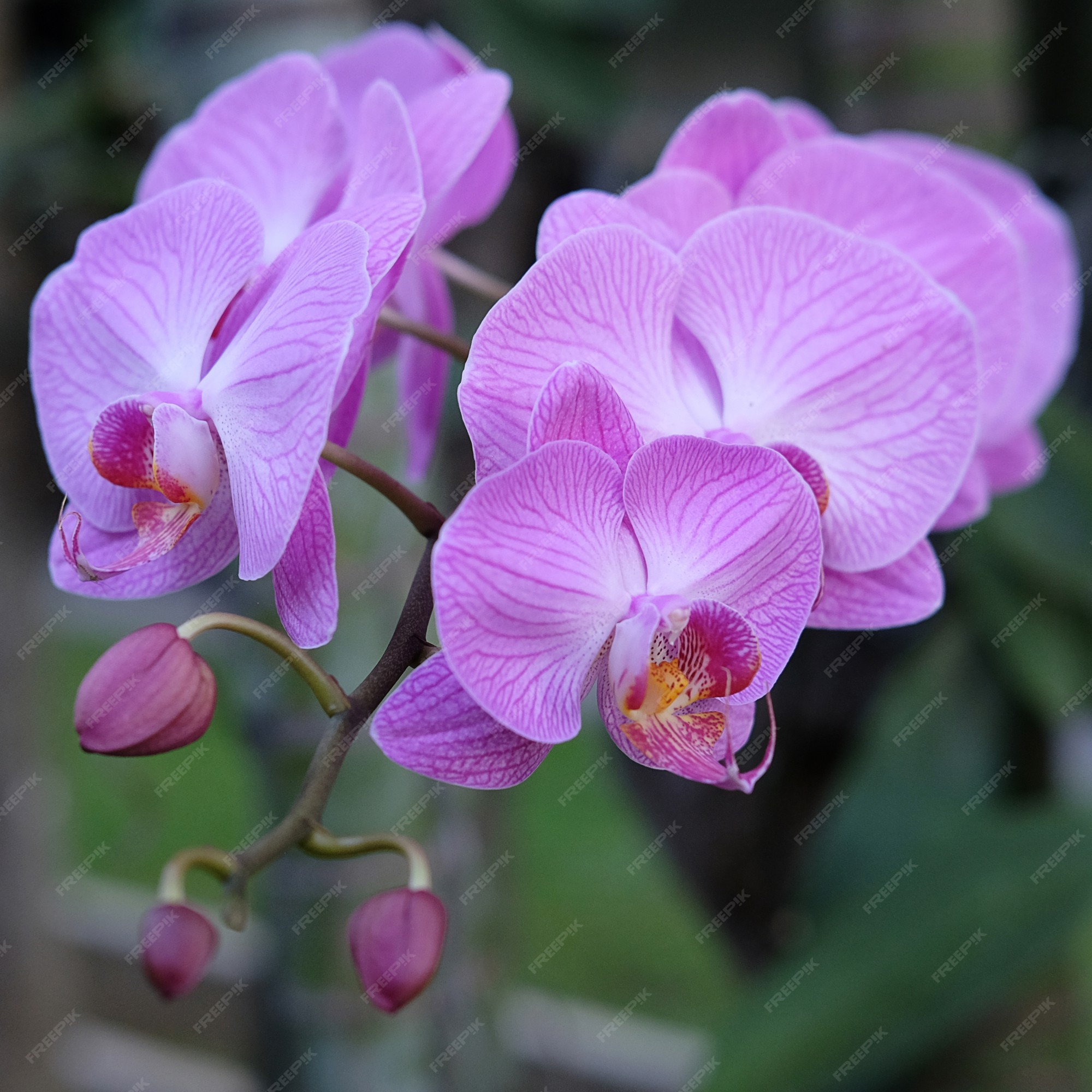 Flor de orquídea roxa phalaenopsis phalaenopsis ou falah flores de  phalaenopsis roxas à direita conhecidas como orquídeas borboleta | Foto  Premium