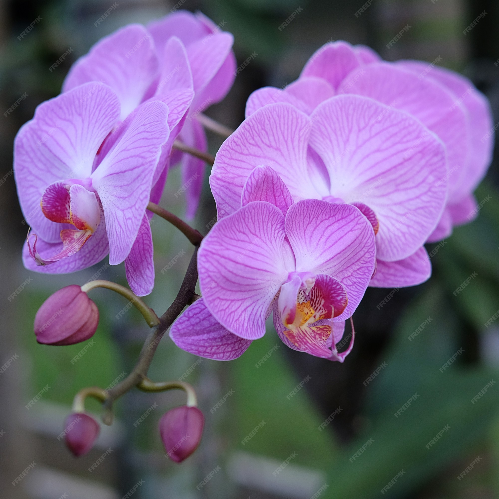 Flor de orquídea roxa phalaenopsis phalaenopsis ou falah flores de phalaenopsis  roxas à direita conhecidas como orquídeas borboleta | Foto Premium