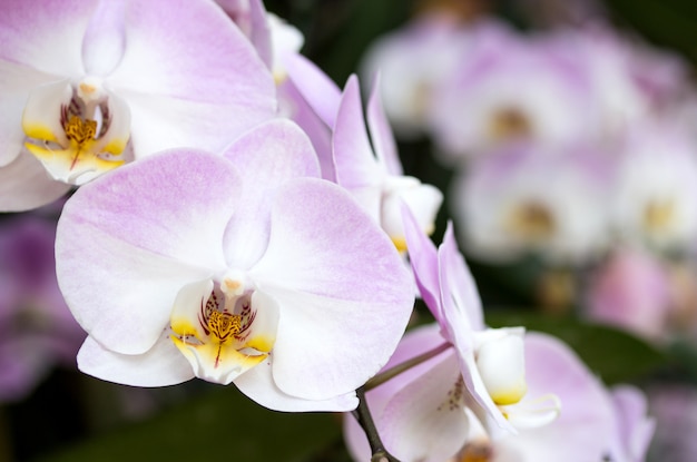 Foto flor de orquídea roxa phalaenopsis
