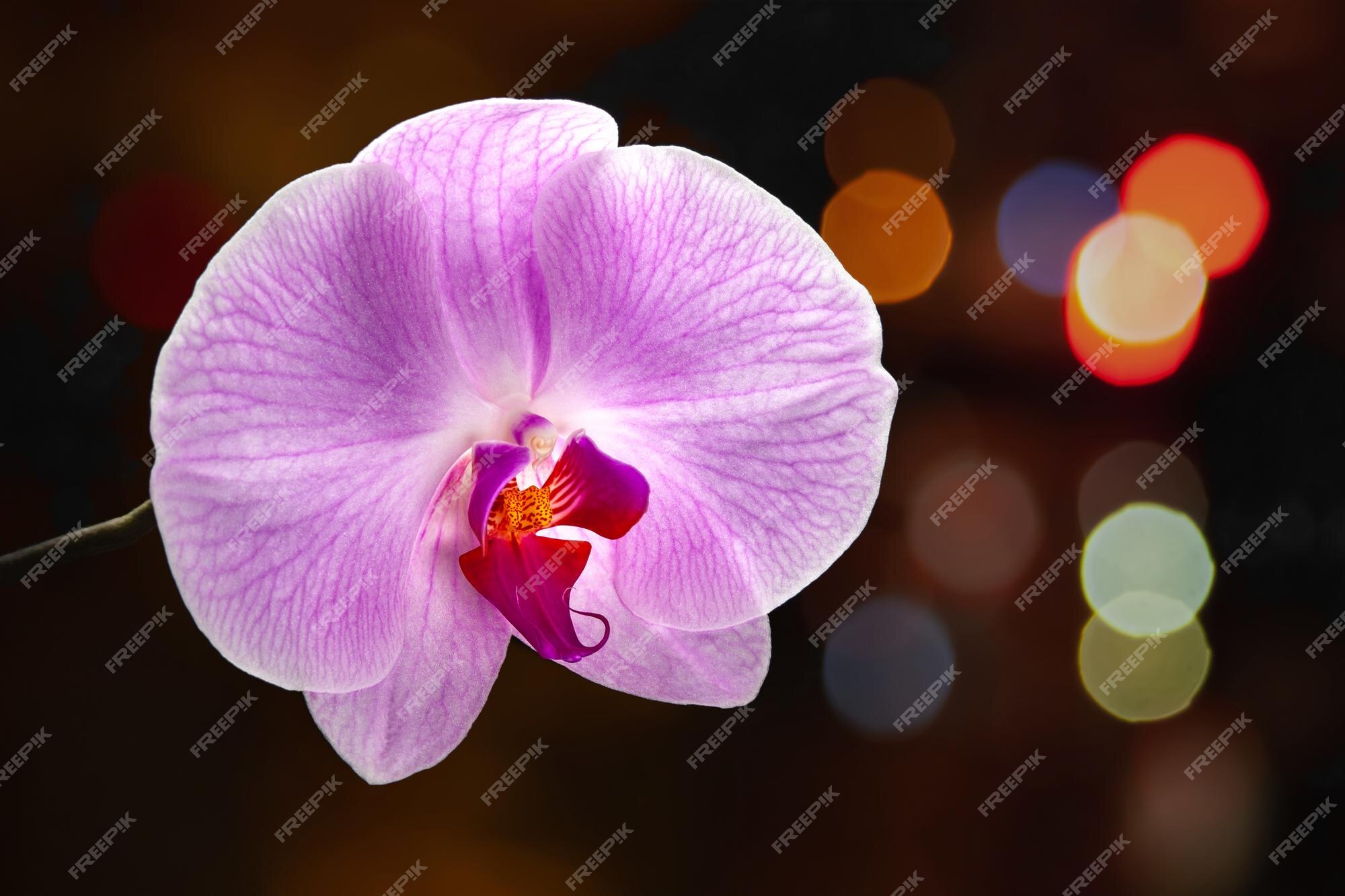 Flor de orquídea roxa sobre fundo escuro com bokeh destaca a flor de  orquídea phalaenopsis | Foto Premium