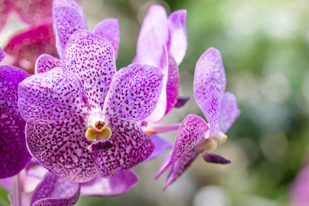 Flor de orquídea roxa