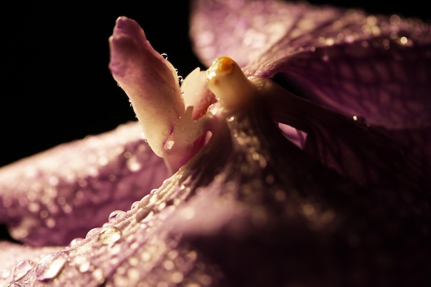 Flor de orquídea roxa