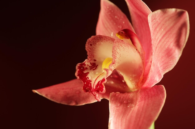 Flor de orquídea roxa