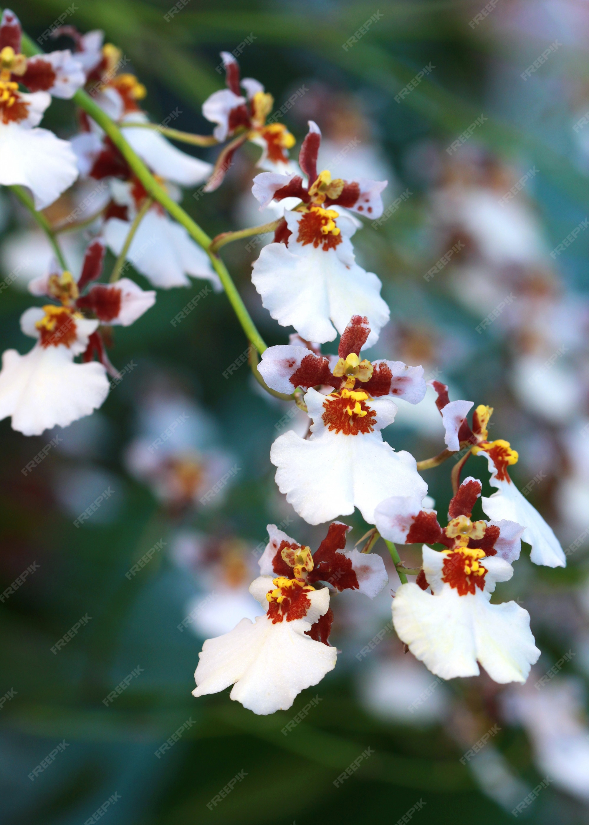 Flor de orquídea selvagem branca, oncidium | Foto Premium