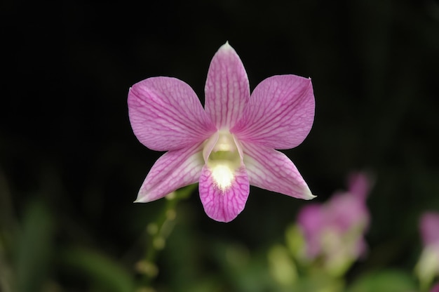 Flor de orquídea tailandesa magenta selvagem