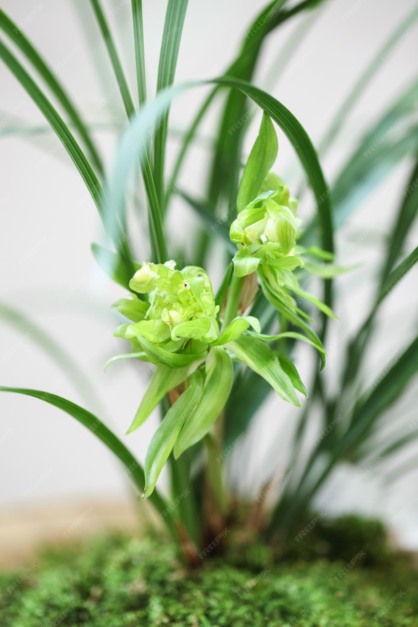 Flor de orquídea verde chinesa tradicional na primavera | Foto Premium