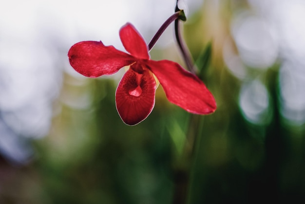 Flor de orquídea vermelha de sapatinho de Vênus no fundo desfocado