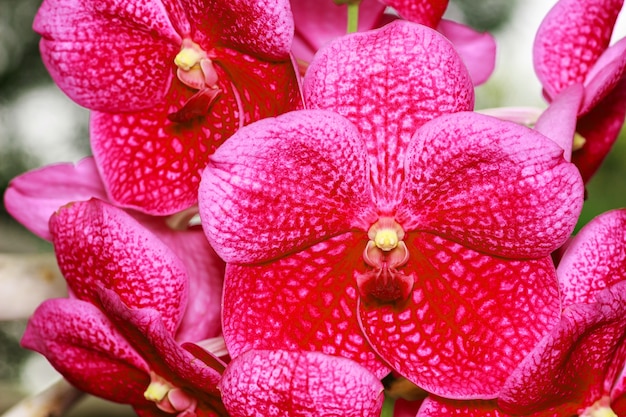 Flor de orquídea vermelha Vanda close-up