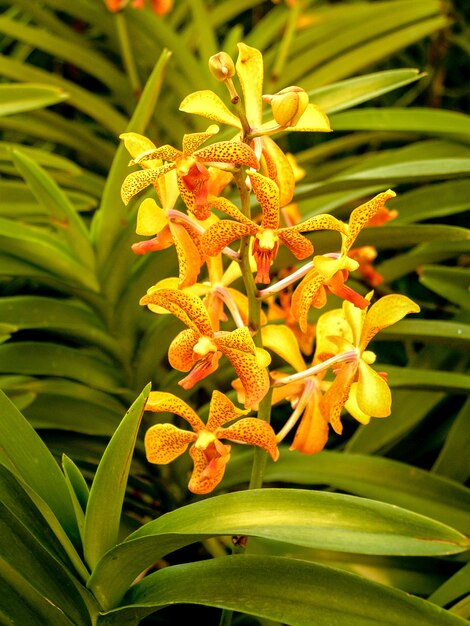 Flor de orquídea