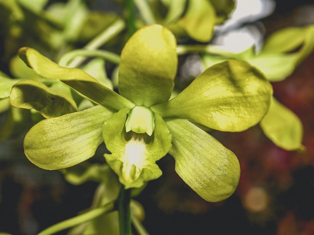 Flor de orquídea