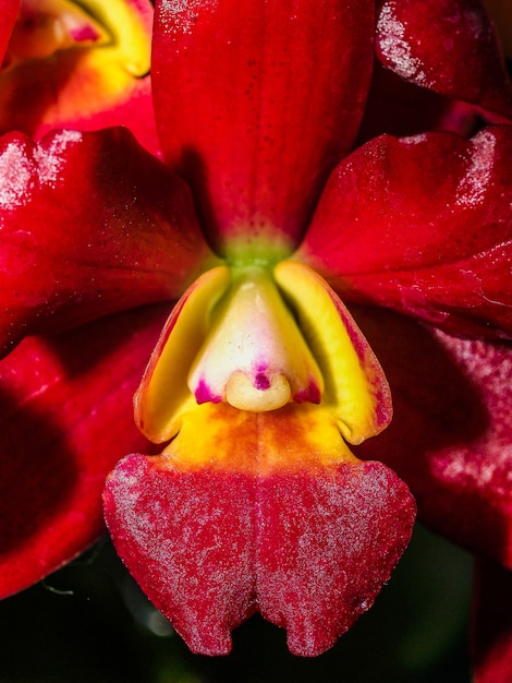 Foto flor de orquídea