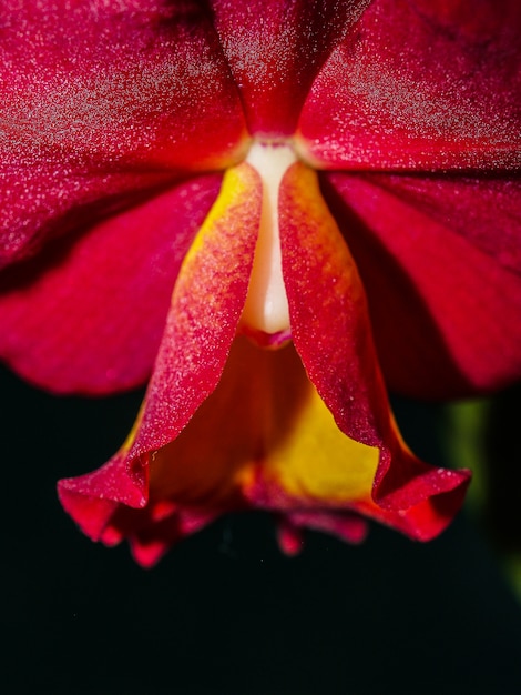 Foto flor de orquídea