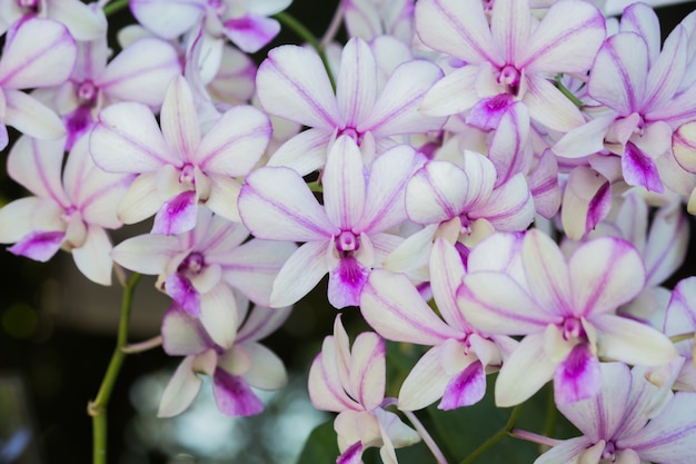 Foto flor de orquídea.