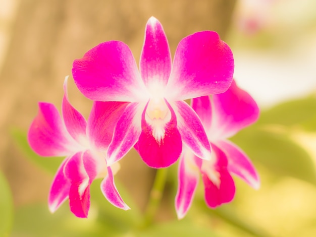 Flor de orquídeas close-up