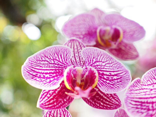 flor de orquídeas cor de rosa