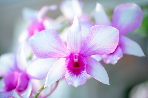 Flor de orquídeas lindas na natureza