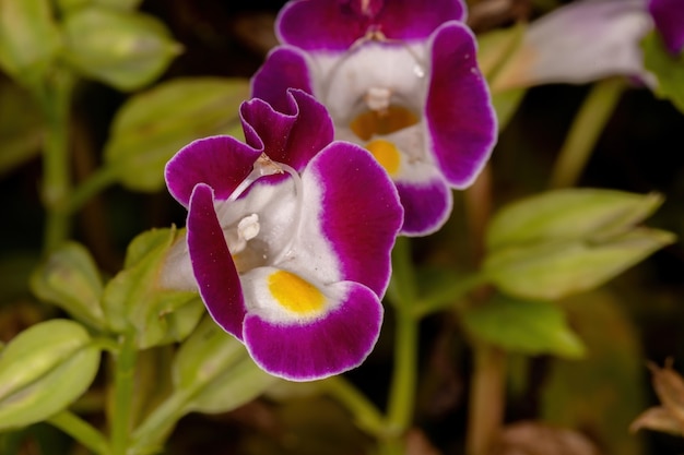 Flor de osso da sorte pequena do gênero torenia