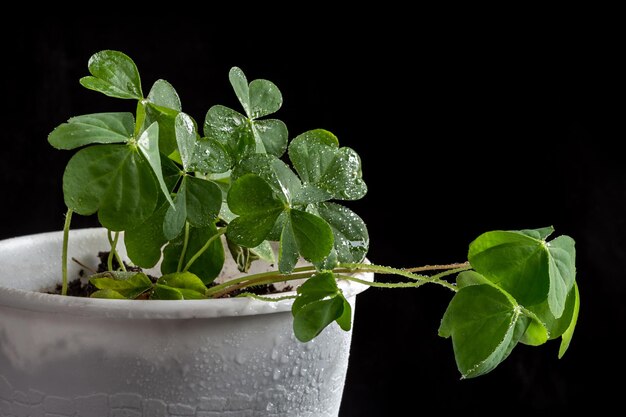 Flor de Oxalis em gotas de água em um fundo preto Espaço de cópia aproximado