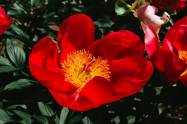 Flor de Paeonia lactiflora florescendo na primavera Espaço para cópia Foco seletivo