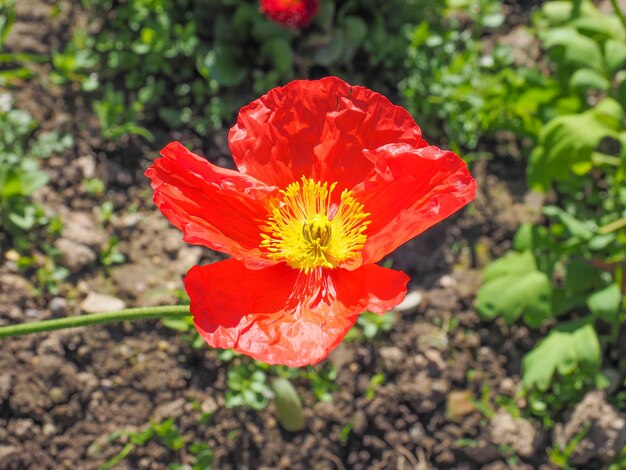 Flor de papaver vermelho