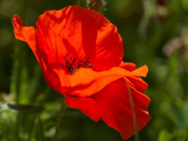 Flor de papoula em Ronda, Espanha