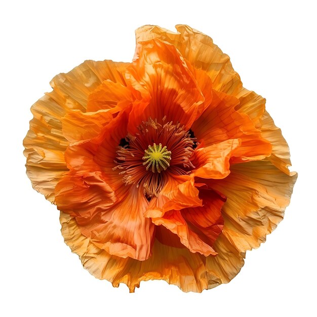 Flor de papoula islandesa com laranja ardente e cor intensa T Clipart isolado em branco BG Natural