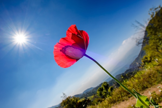 Flor de papoula no sol com céu azul