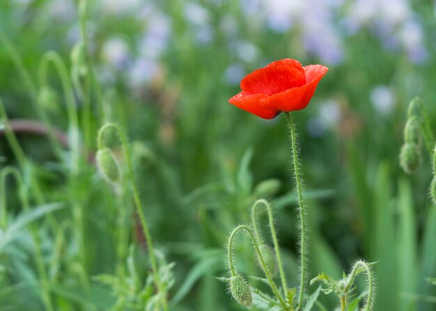 Flor de papoula vermelha brilhante no campo 2