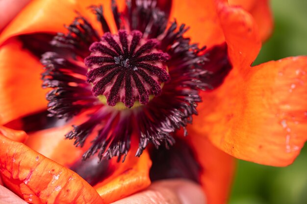 Flor de papoula vermelha close-up com fundo marrom