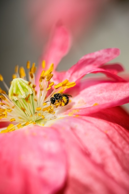 Flor de papoula vermelha com abelha