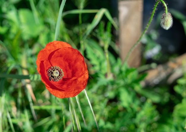 Flor de papoula vermelha com gotas de água nas pétalas no jardim