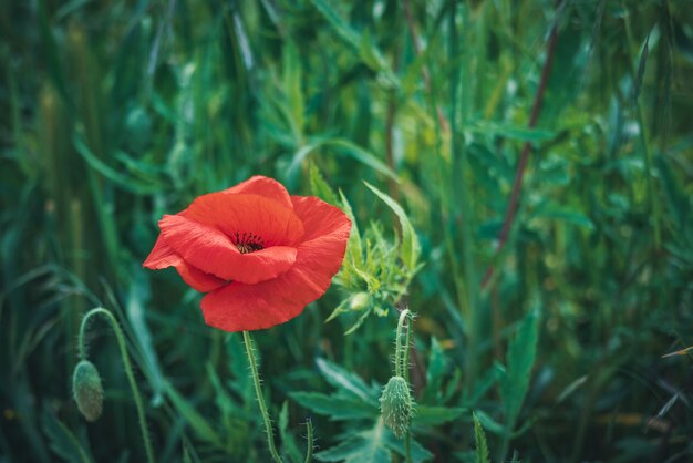 Flor de papoula vermelha e botões em um campo verde