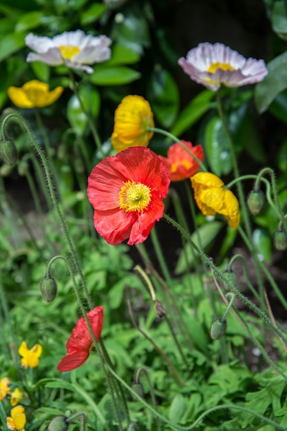 Flor de papoula vermelha em flor no jardim de verão