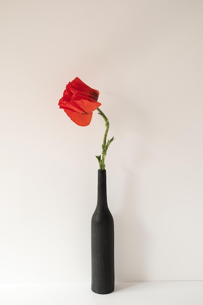 Flor de papoula vermelha em garrafa preta contra fundo branco Composição floral estética elegante minimalista