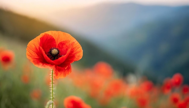 Foto flor de papoula vermelha em um fundo solene simbolizando o dia da memória, o dia do armistício e o dia anzac