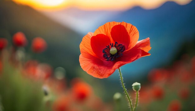 Foto flor de papoula vermelha em um fundo solene simbolizando o dia da memória, o dia do armistício e o dia anzac