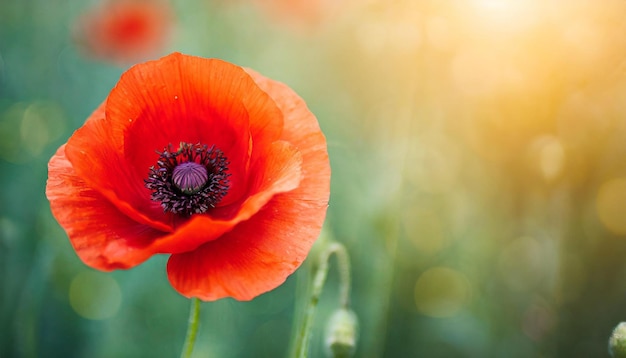 Foto flor de papoula vermelha em um fundo solene simbolizando o dia da memória, o dia do armistício e o dia anzac