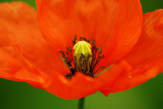 Flor de papoula vermelha