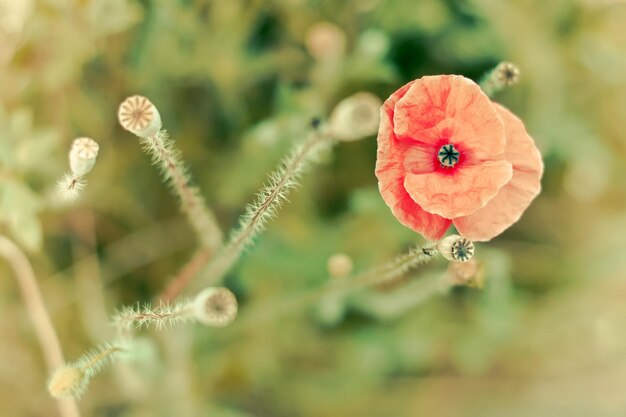 Flor de papoula