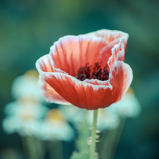 Flor de papoula