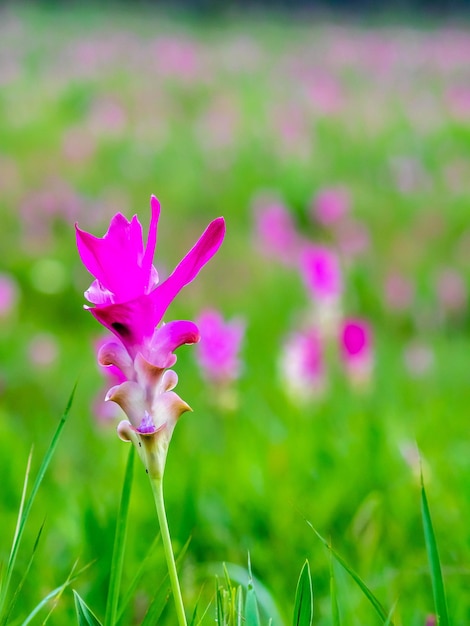 Flor de pedais de cor doce do campo Pink Siam Tulip cercada de campo verde na Tailândia