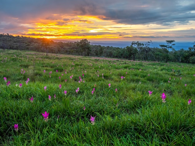 Flor de pedais de cor doce do campo Pink Siam Tulip cercada de campo verde na Tailândia