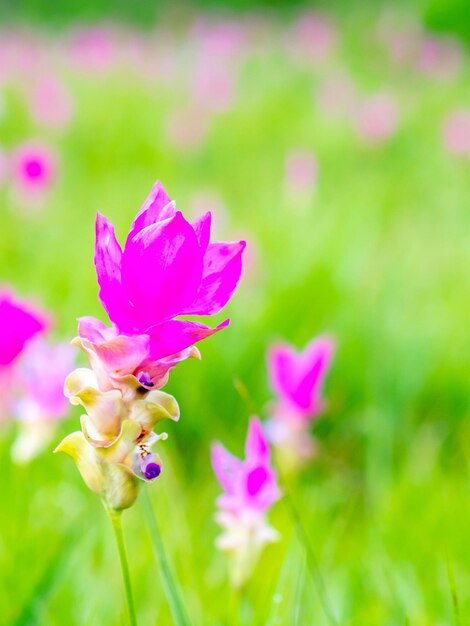 Flor de pedais de cor doce do campo Pink Siam Tulip cercada de campo verde na Tailândia