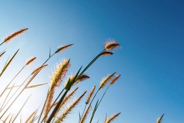 Flor de pennisetum suave