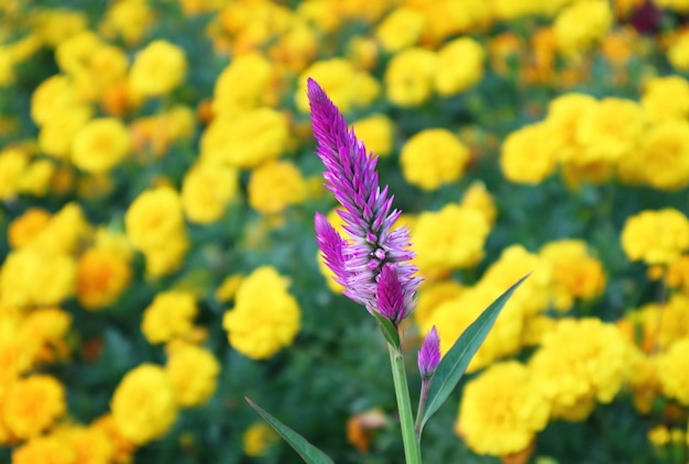 Flor de pente de galo emplumado roxo com campo de calêndula amarelo vívido embaçado no fundo