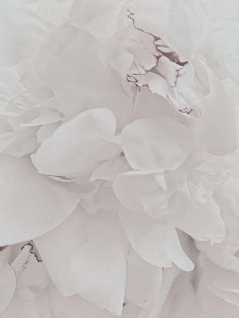 Flor de peônia branca como fundo floral abstrato para marca de férias
